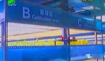 掀開植物工廠的智慧面紗 三安植物照明工廠項目本月底投產，引領現代農業新篇章